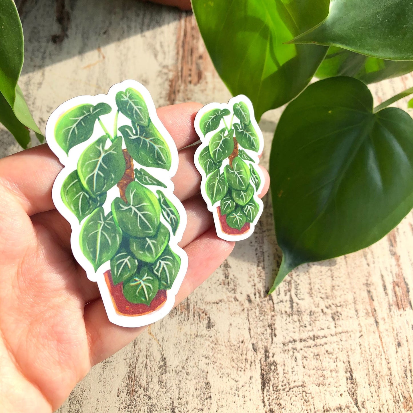 Magnet - Syngonium frosted heart - wearequiethumans