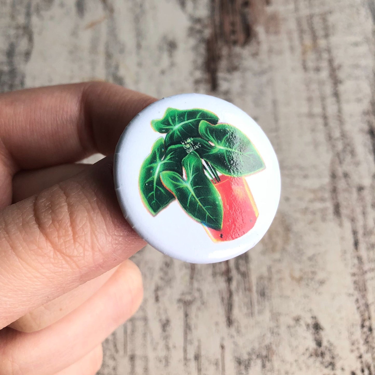 Button Syngonium Green Arrow - wearequiethumans