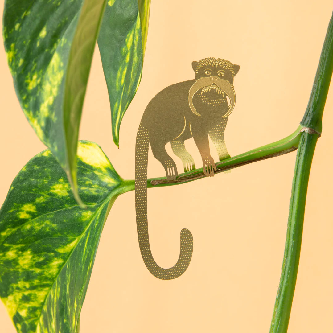 PLANT ANIMAL – Saguinus | Another Studio