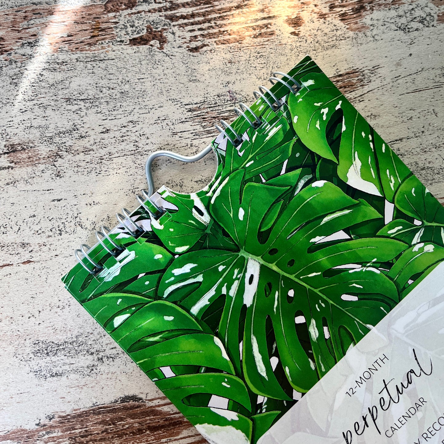 Immerwährender Kalender mit Monstera variegata Illustration