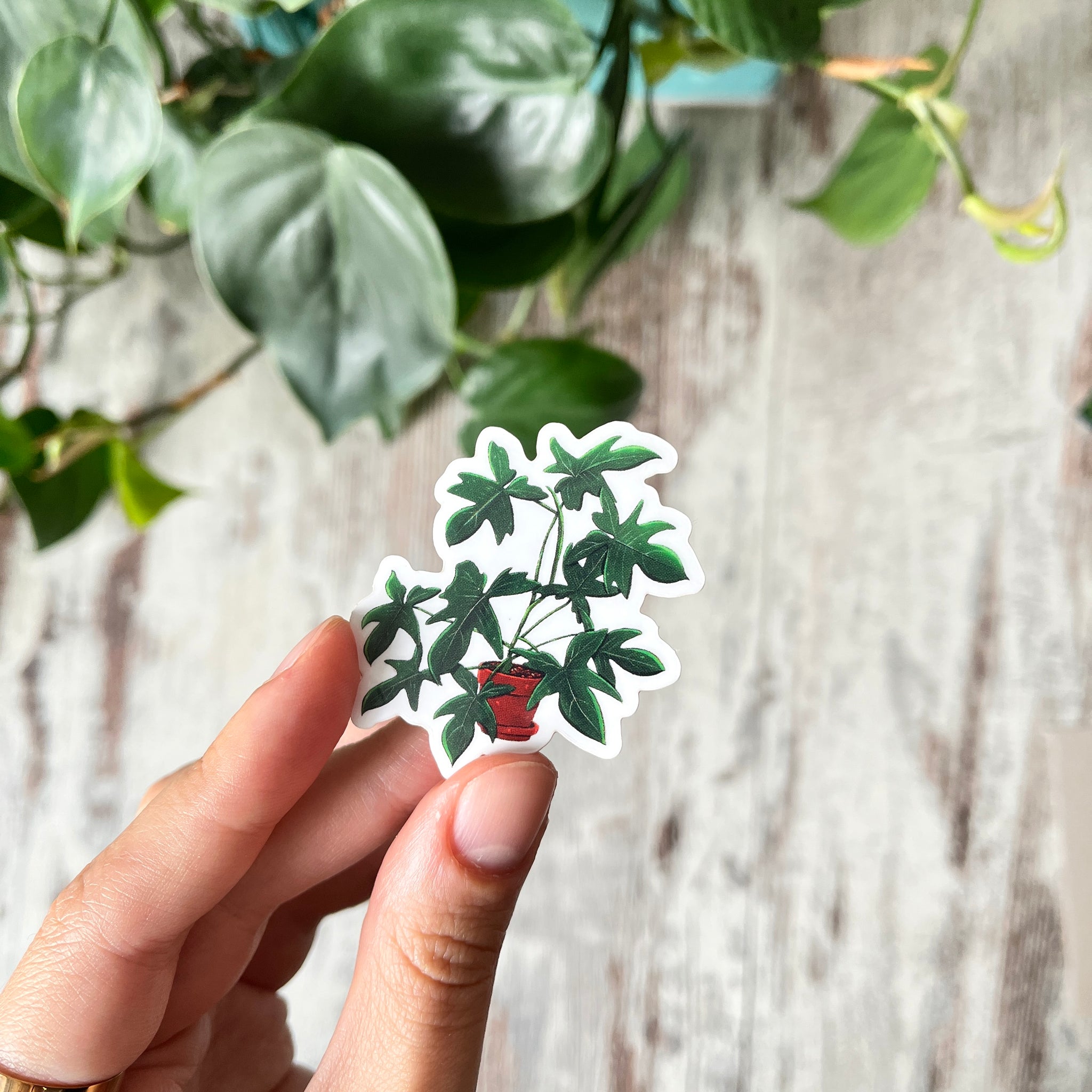 Sticker - Philodendron Florida green im Topf, transparent
