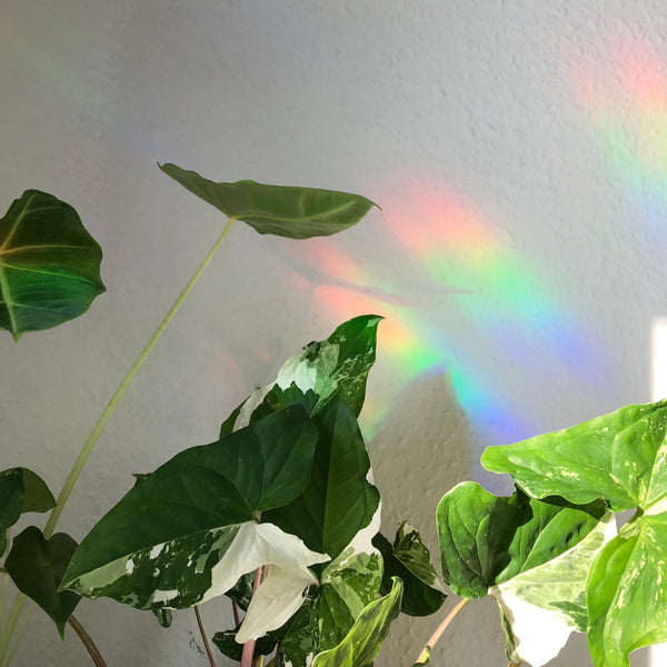 Sun Catcher Sticker - Biene mit Alocasia, Philodendron Gloriosum, Monstera