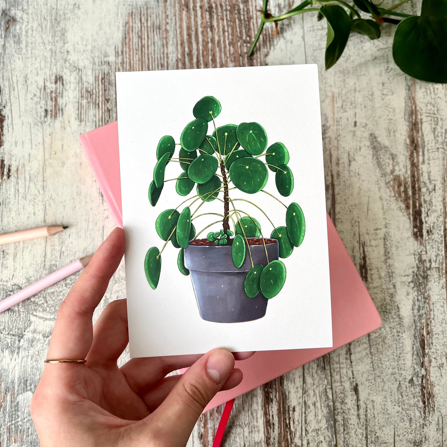 Postkarte / A6 Print -  Pilea Peperomioides im Topf