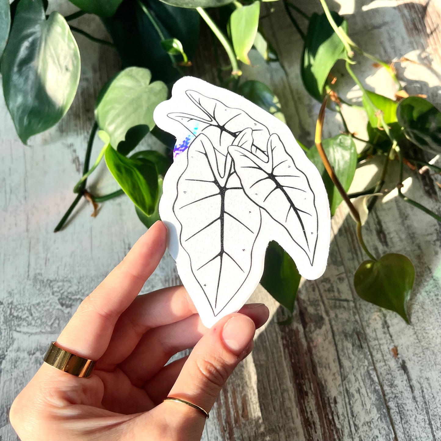 Sun Catcher Sticker - Alocasia Frydek Blätter