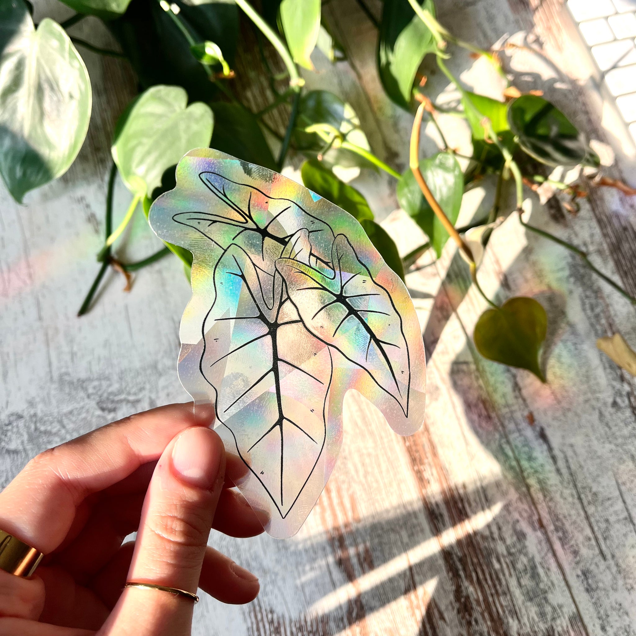Sun Catcher Sticker - Alocasia Frydek Blätter