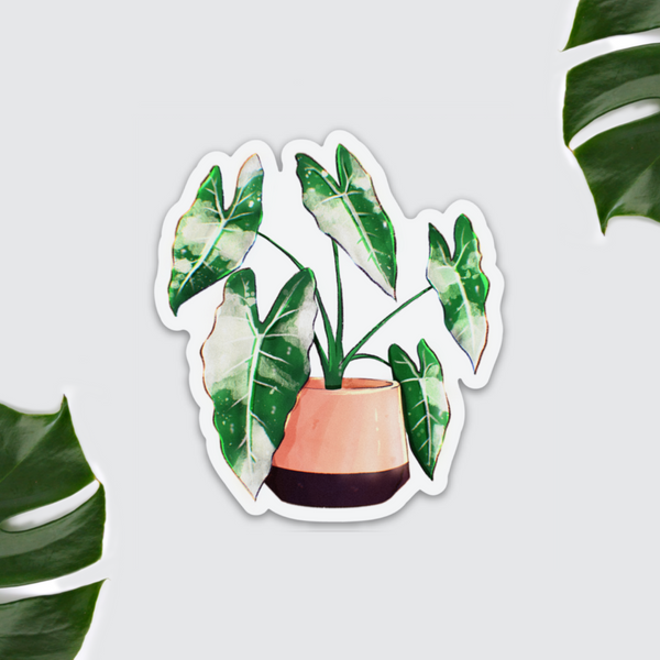 Magnet - Alocasia Frydek Variegata - wearequiethumans