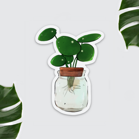 Magnet - Pilea Ableger im Glas - wearequiethumans