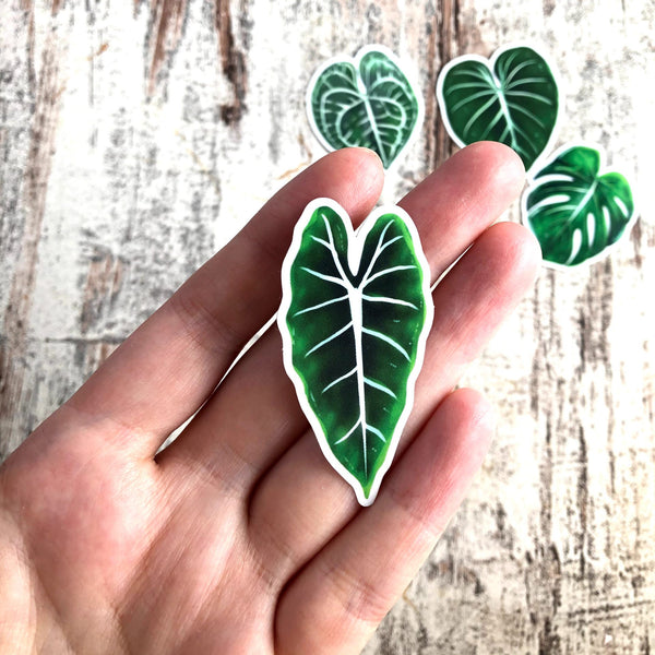 Sticker - Alocasia Frydek -1 Blatt transparent - wearequiethumans