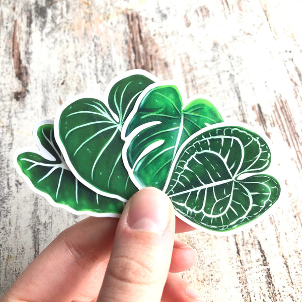 Sticker - Alocasia Frydek -1 Blatt transparent - wearequiethumans