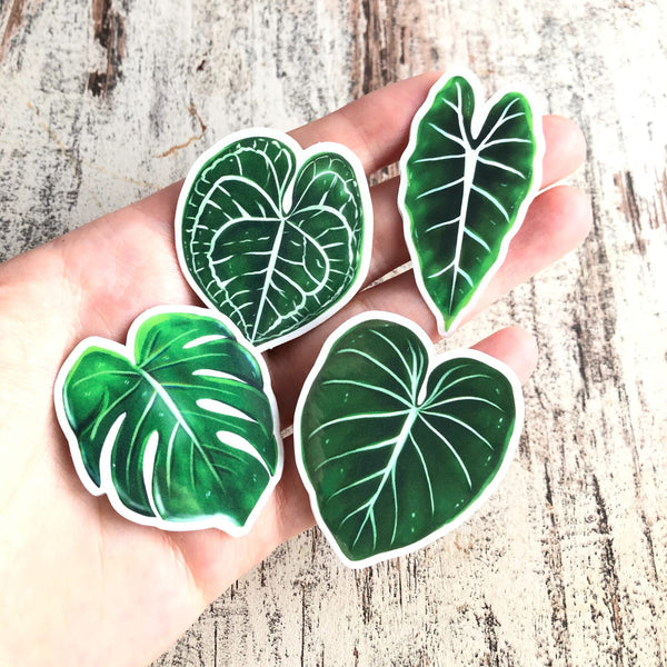 Sticker - Alocasia Frydek -1 Blatt transparent - wearequiethumans
