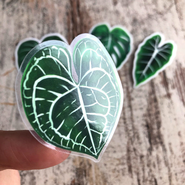 Sticker - Anthurium Clarinervium -1 Blatt transparent - wearequiethumans