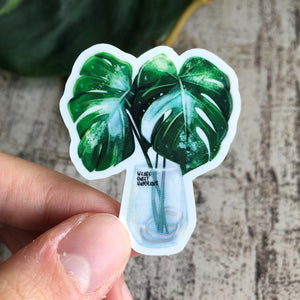 Sticker - Monstera variegata im Glas - wearequiethumans