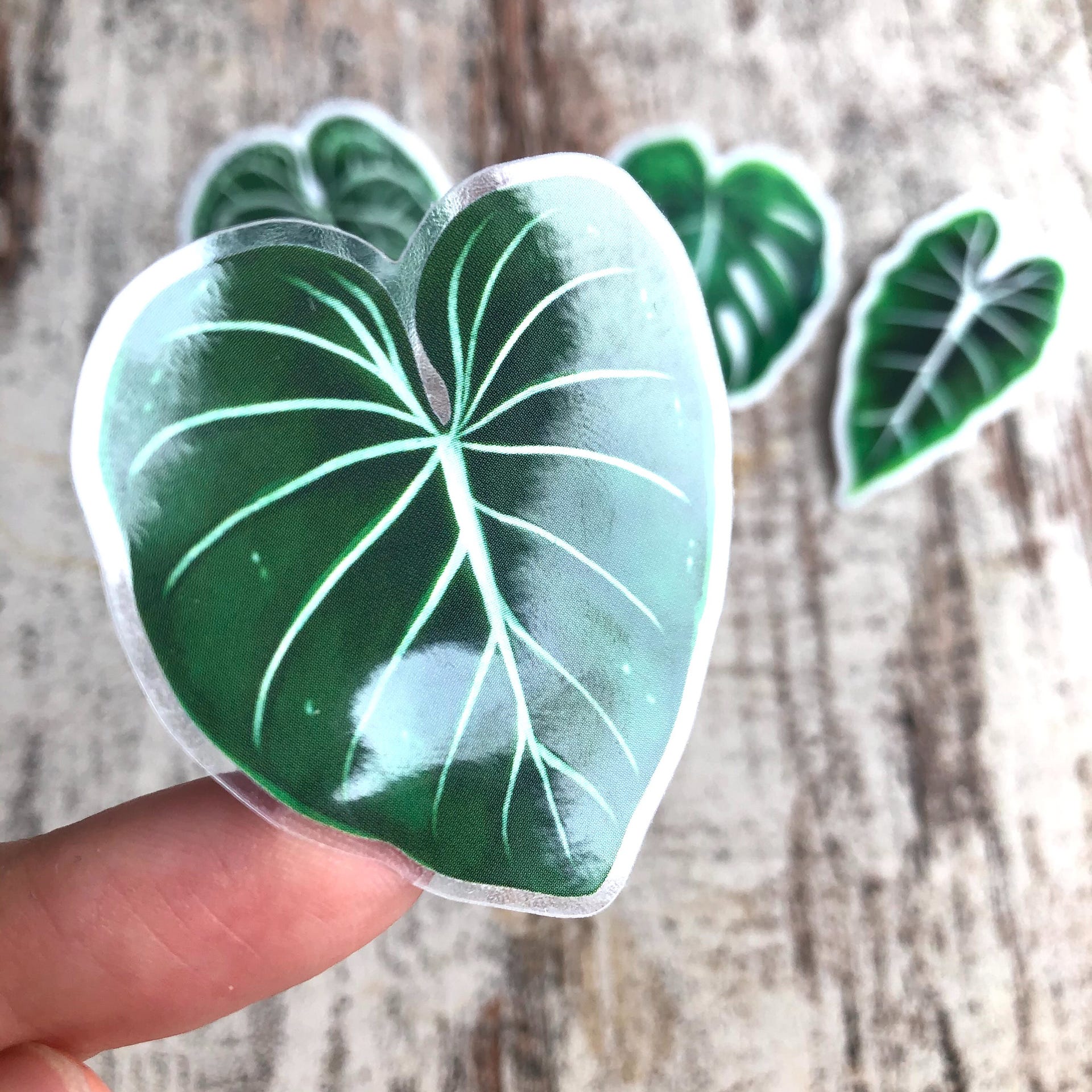 Sticker - Philodendron Gloriosum -1 Blatt transparent - wearequiethumans