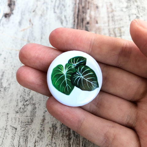 Button Philodendron Gloriosum - wearequiethumans
