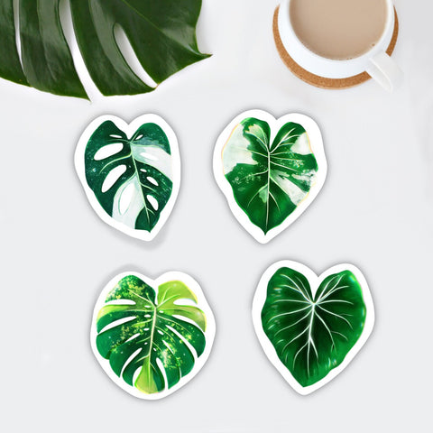 Magnet Set - 4 Magnete: Monstera adansonii variegata, Philodendron Gloriosum, Alocasia variegata, Monstera aurea - wearequiethumans