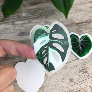 Sticker - Monstera adansonii variegata -1 Blatt transparent - wearequiethumans