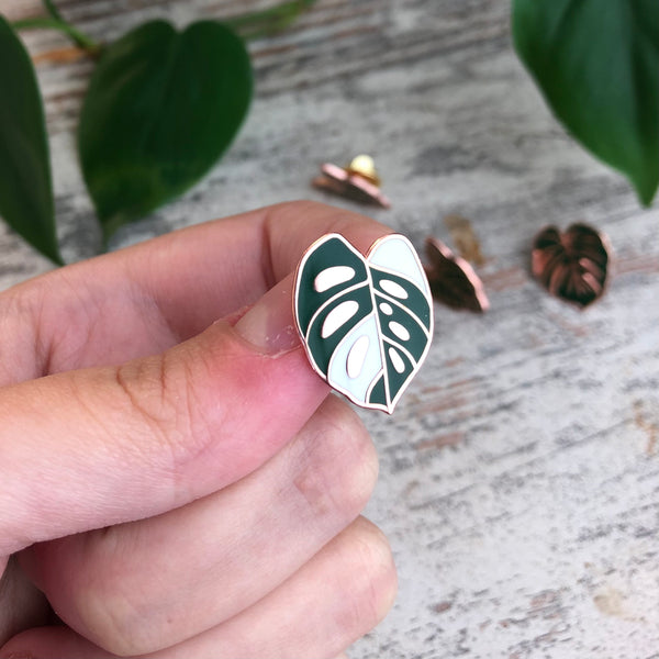 Pin - Monstera adansonii variegata Blatt - wearequiethumans