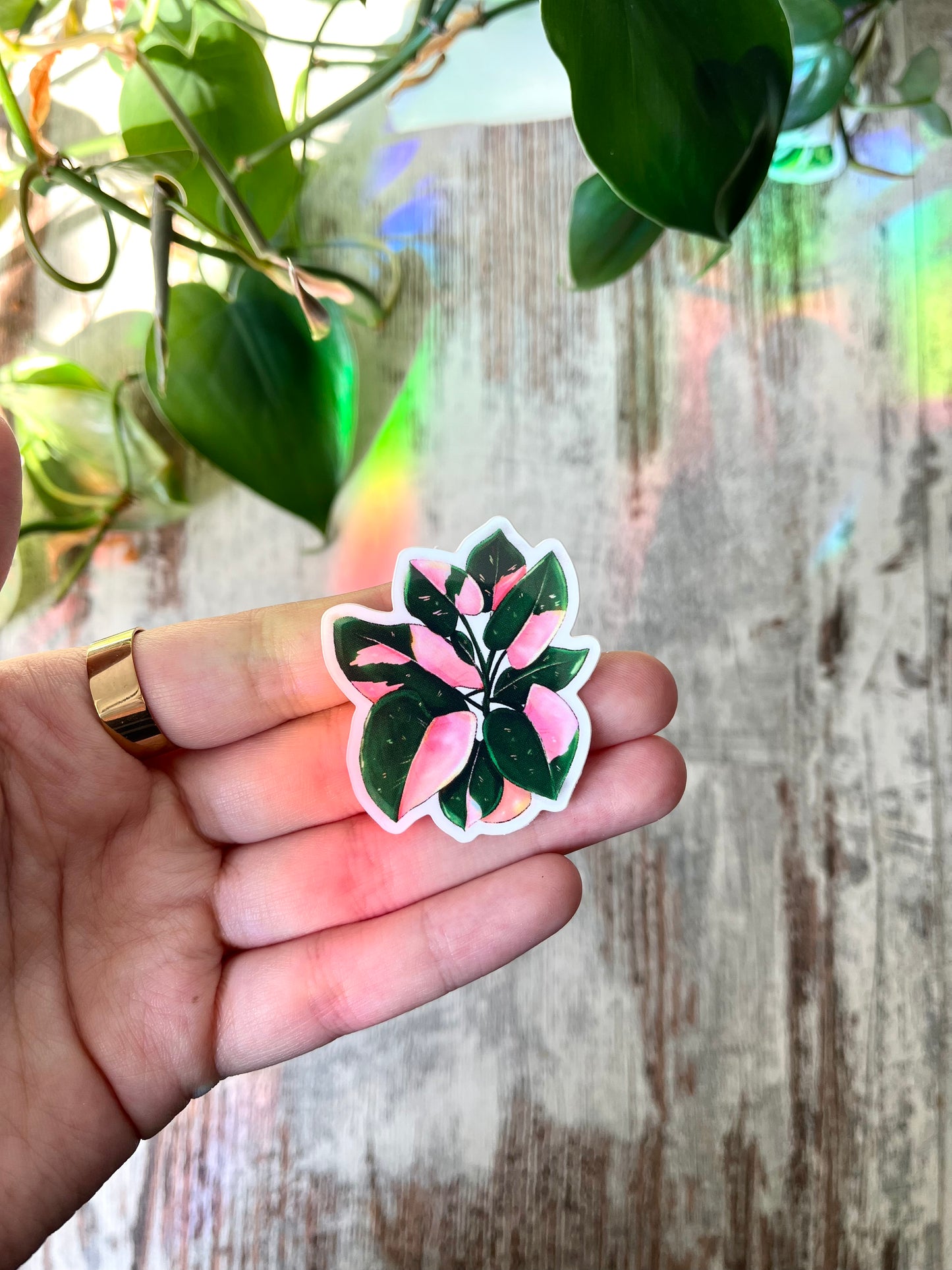 Sticker - Philodendron Pink Princess