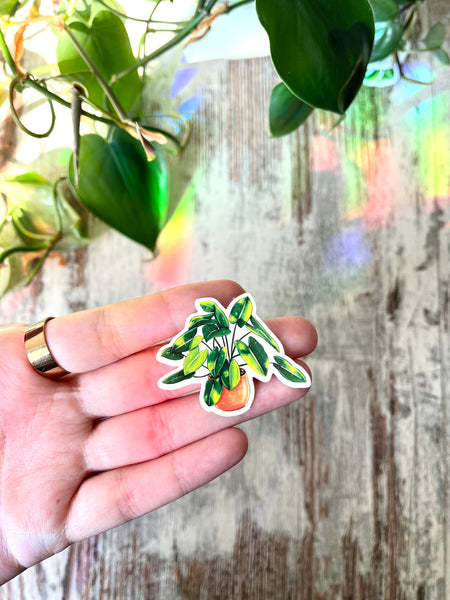 Sticker - Philodendron burle marx Variegata