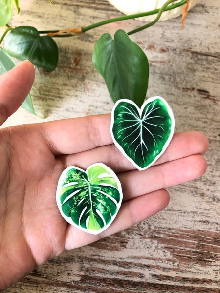 Magnet Set 2 - Alocasia variegata, Monstera adansonii variegata, Monstera Aurea, Philodendron - wearequiethumans