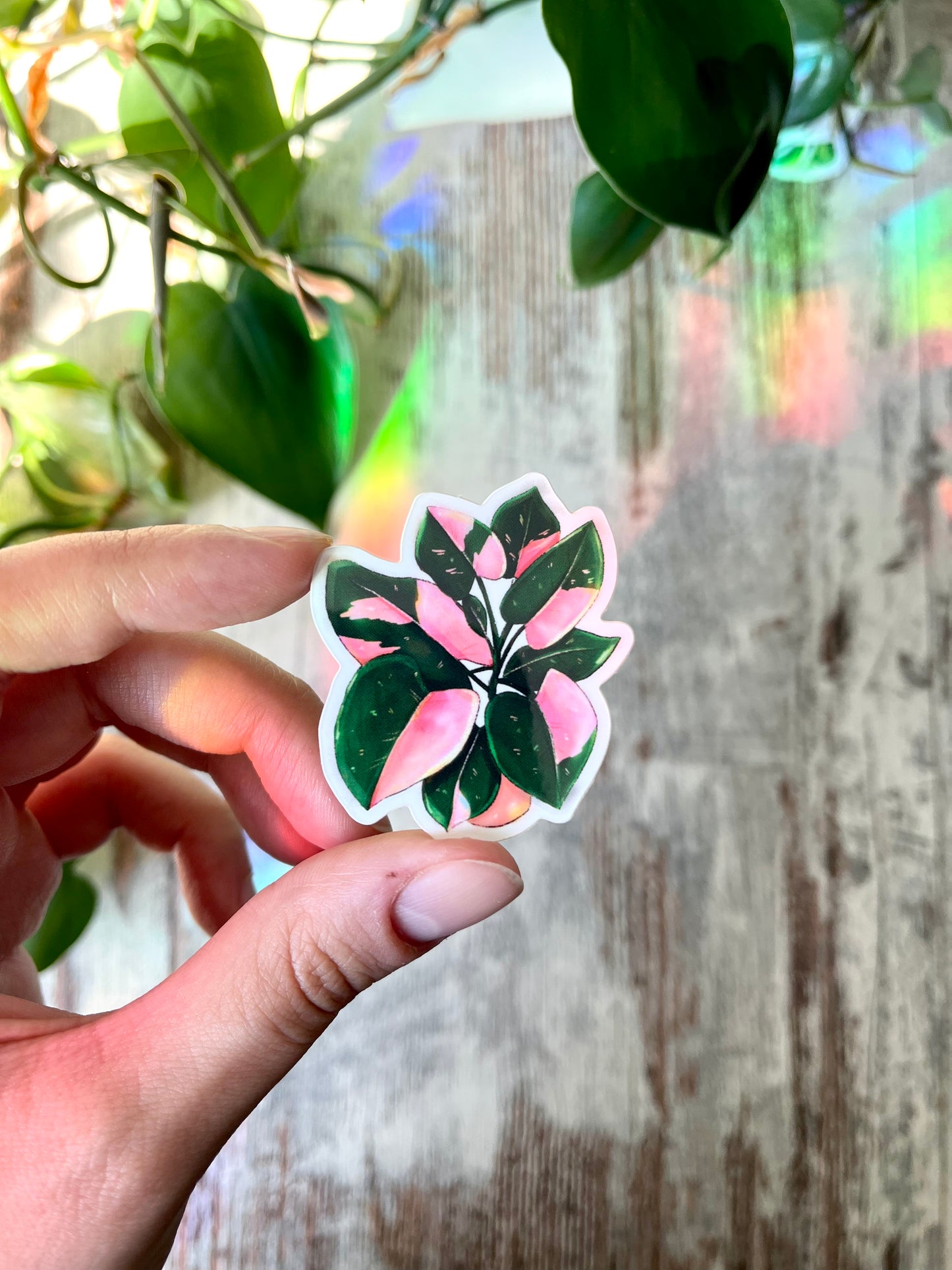 Sticker - Philodendron Pink Princess