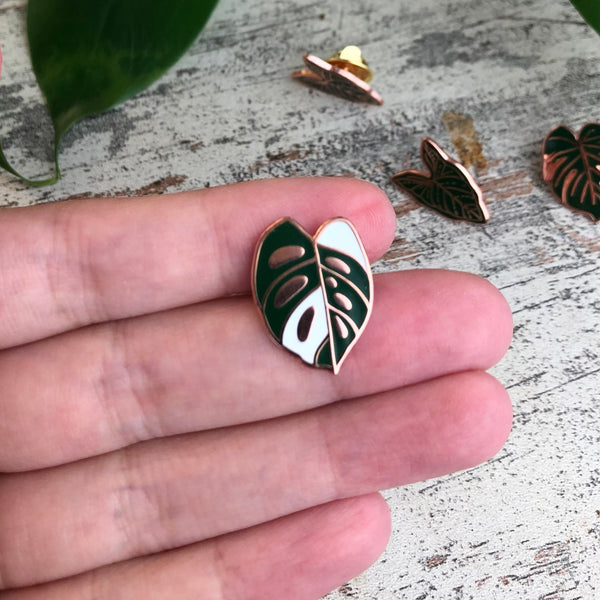 Pin - Monstera adansonii variegata Blatt - wearequiethumans