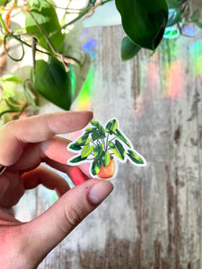 Sticker - Philodendron burle marx Variegata