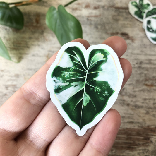 Magnet - Alocasia variegata - 1 Blatt - wearequiethumans