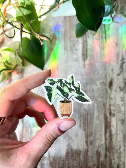 Sticker - Syngonium Variegata