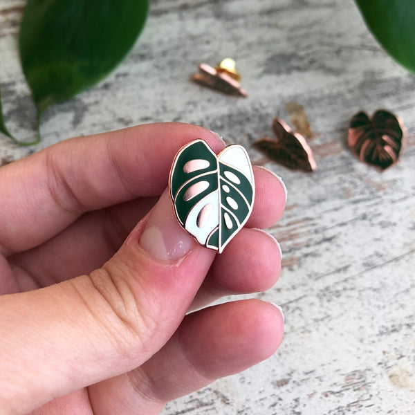 Pin - Monstera adansonii variegata Blatt - wearequiethumans