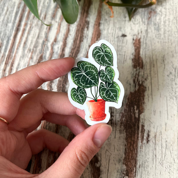 Magnet - Anthurium Clarinervium Herzblatt - wearequiethumans