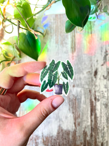 Sticker - Alocasia Frydek
