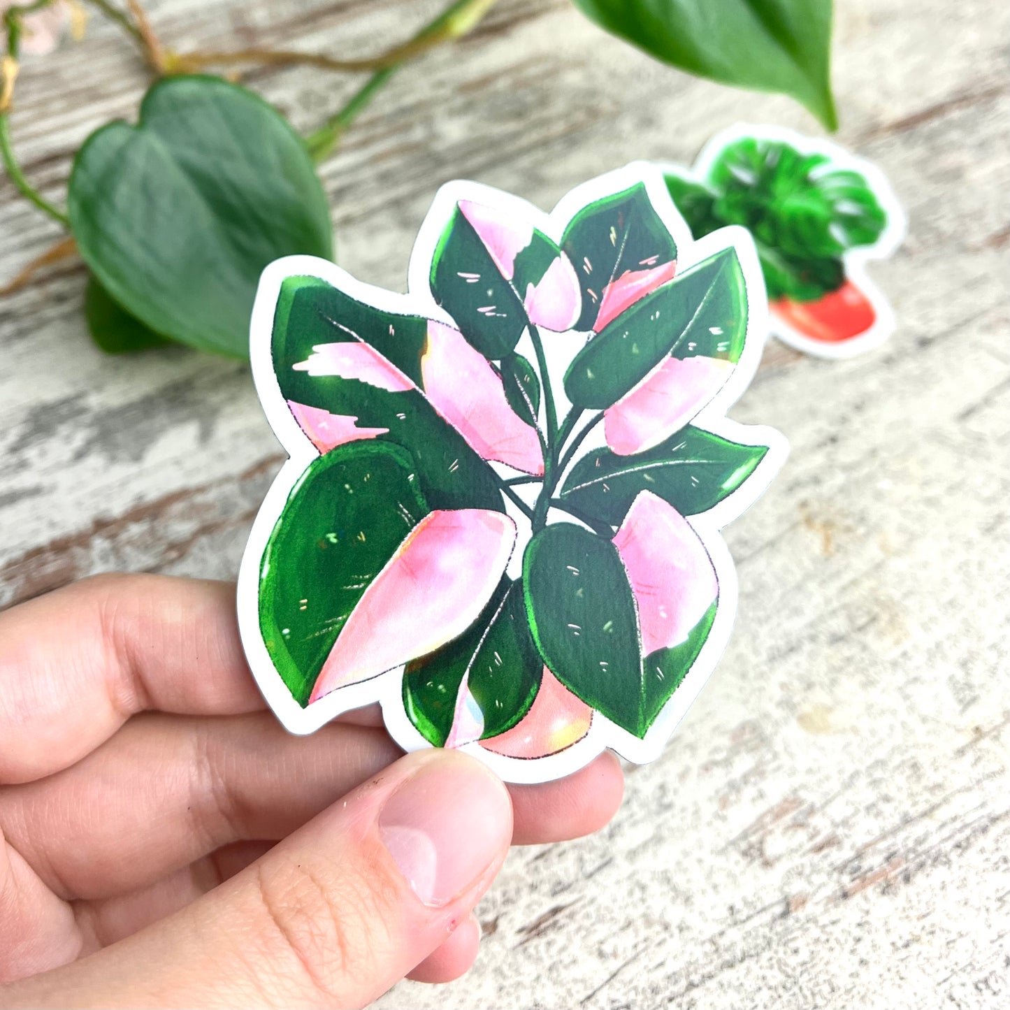Magnet - Philodendron Pink Princess Topf - wearequiethumans