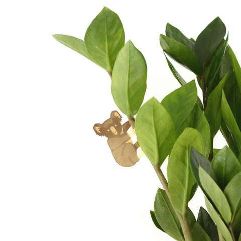 PLANT ANIMAL – Koala | Another Studio - wearequiethumans
