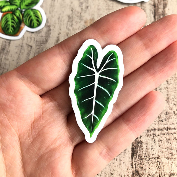 Magnet - Alocasia Frydek - wearequiethumans