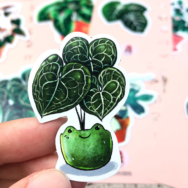 Magnet - Anthurium Clarinervium - wearequiethumans