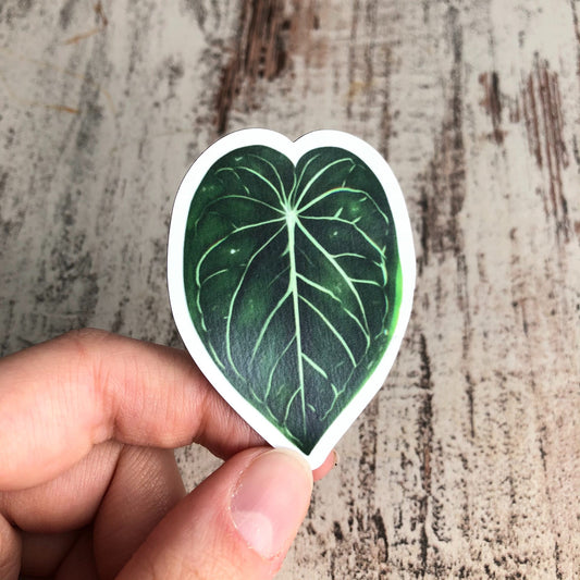 Magnet - Anthurium Crystallinum - wearequiethumans