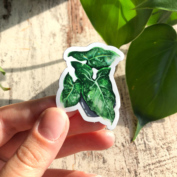 Magnet -  Syngonium mottled - wearequiethumans