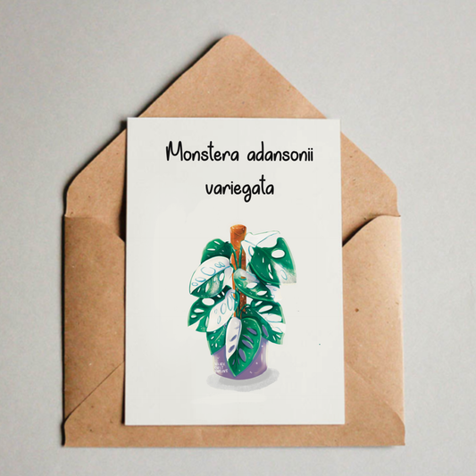 Postkarte / A6 Print - Monstera adansonii variegata - wearequiethumans