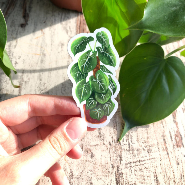 Magnet -  Syngonium frosted heart - wearequiethumans